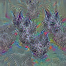 n02097209 standard schnauzer